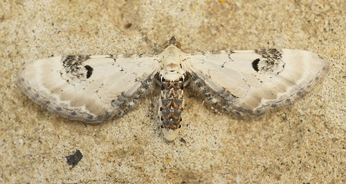 Lime-speck Pug