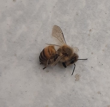 photo of Western Honey Bee (Apis mellifera)