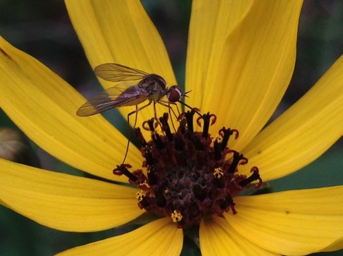 Geron calvus Loew, 1863