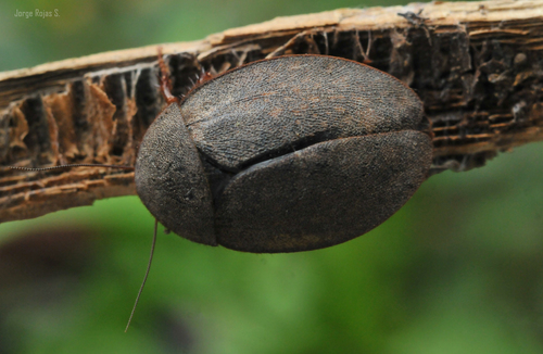 Homoeogamia mexicana