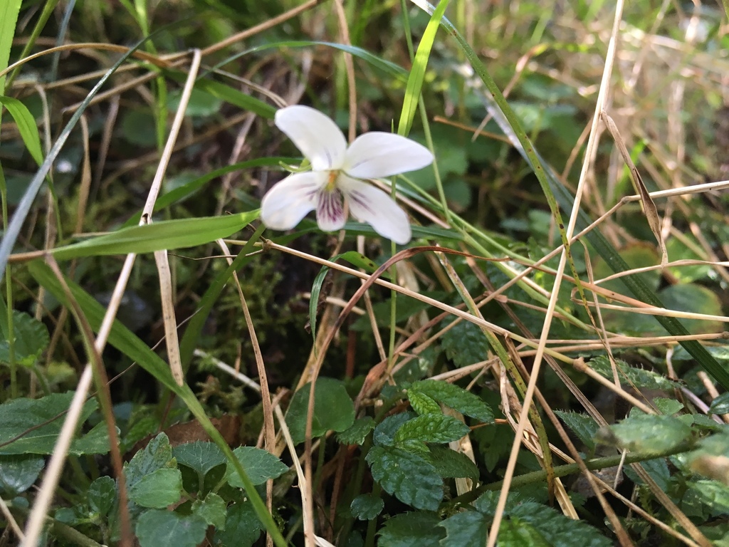Viola fargesii (Viola fargesii)