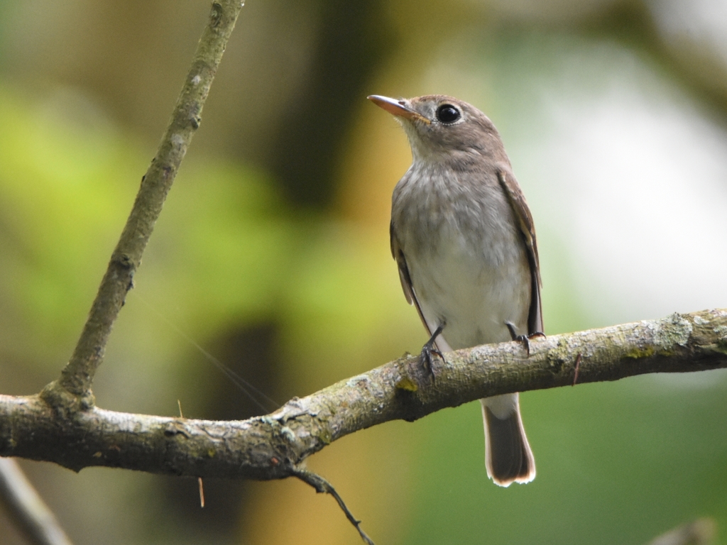 Asian brown flycatcher - Wikipedia