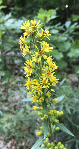 Solidago squarrosa