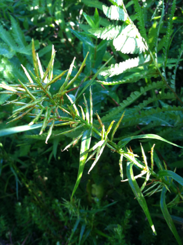 Dulichium arundinaceum var. arundinaceum