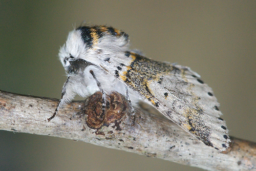 Sallow Kitten