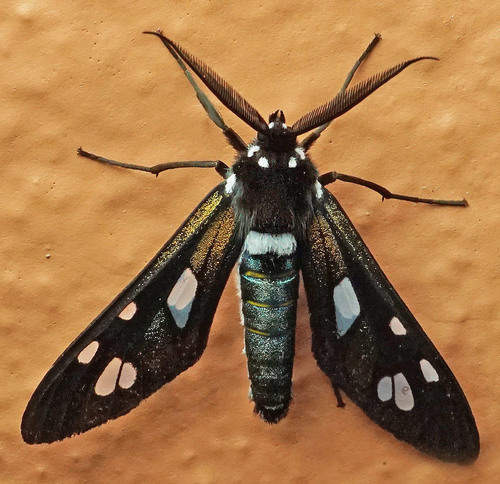 Phaio cephalena