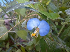 Commelina erecta image