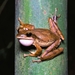 Western Tree Frog - Photo (c) Vishwanath Gowda, all rights reserved, uploaded by Vishwanath Gowda