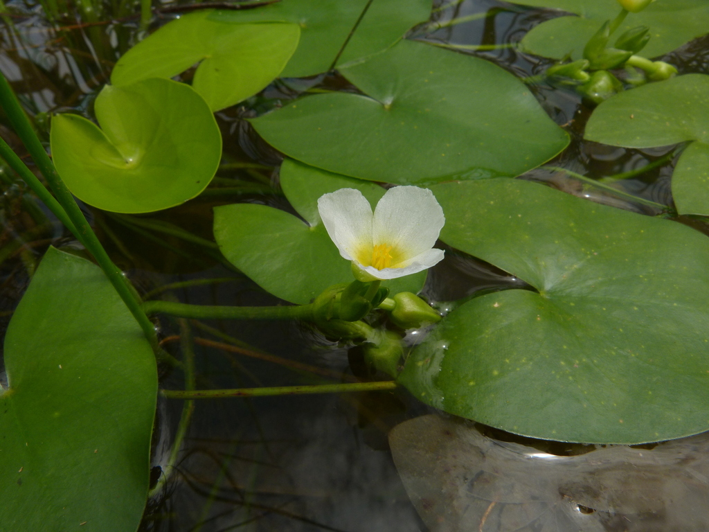 Sagittaria guayanensis (Sagittaria guayanensis)
