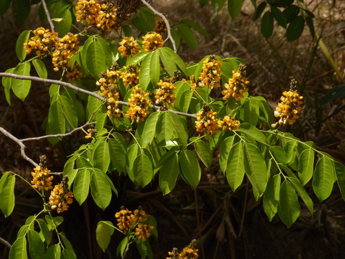 Pterocarpus santalinoides image