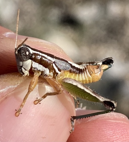 Phaedrotettix dumicola