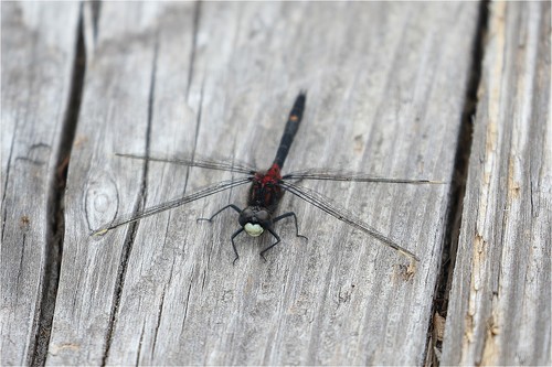Leucorrhinia orientalis