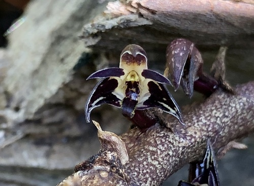 Scabby Orchid