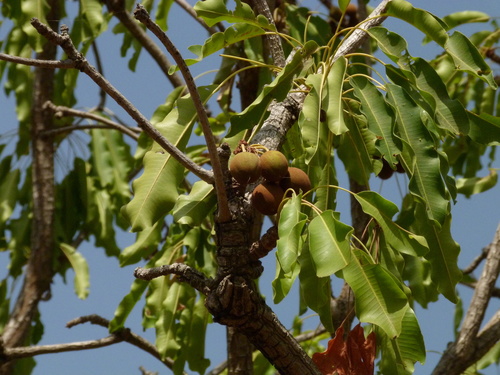 Shea Tree