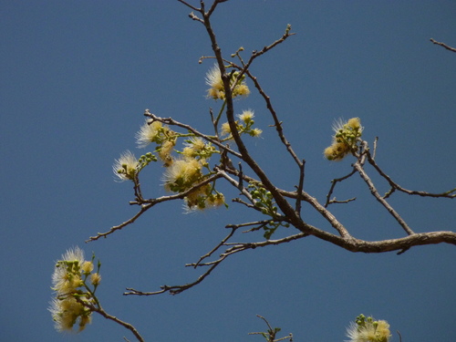 Bush Mango (Cordyla pinnata)