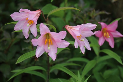Maiden Lily (Lilium rubellum)