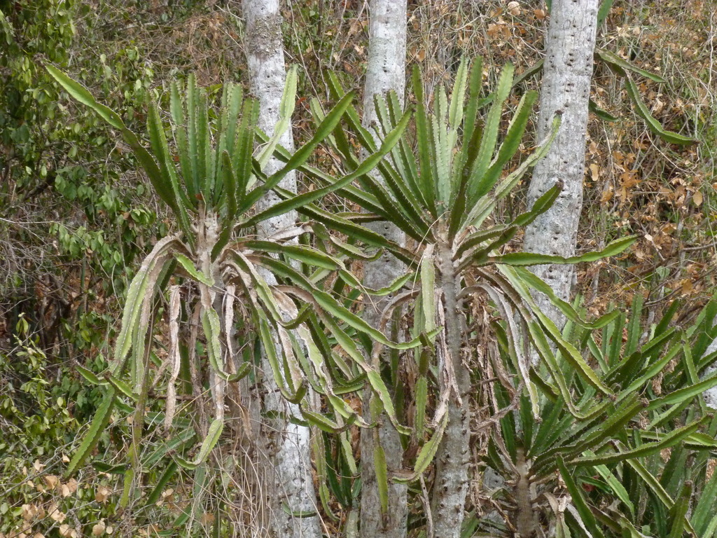 Angola Tree-Euphorbia from Cambambe, Angola on September 26, 2013 at 10 ...