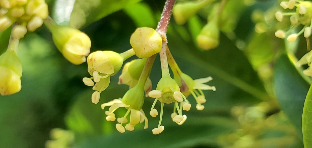 Miniature umbrella tree (Heptapleurum arboricola) · iNaturalist
