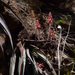 Aloe mkushiana - Photo 由 Warren McCleland 所上傳的 (c) Warren McCleland，保留所有權利