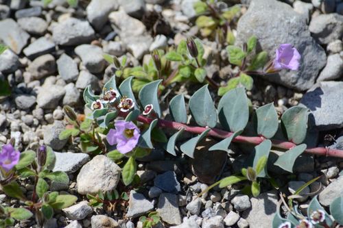 Euphorbia johnstonii