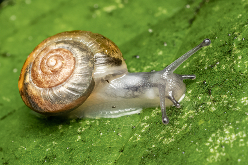 Brown Snail