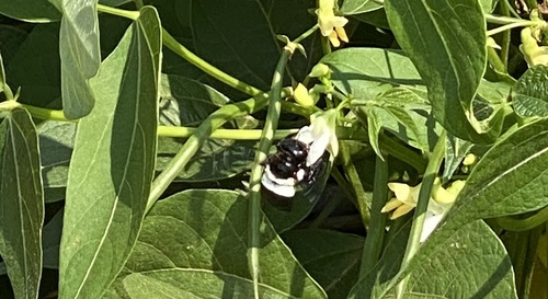 Big-headed Large Carpenter Bee