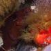 Blennophis anguillaris - Photo (c) rosepalmer，保留所有權利