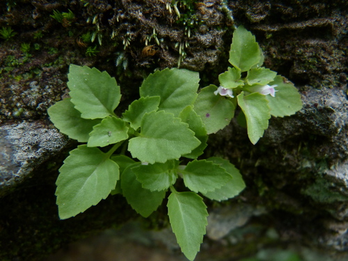 Stemodiopsis rivae · iNaturalist