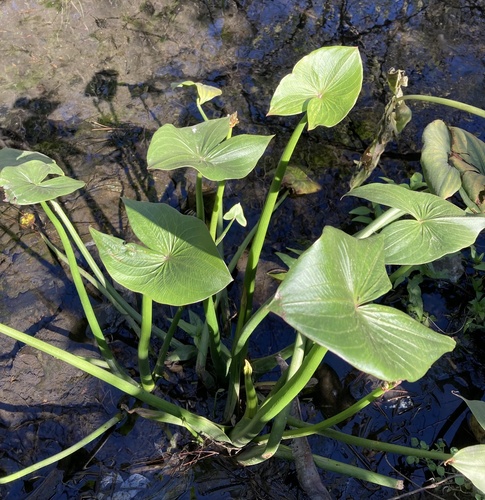 Beautiful Sagittaria montevidensis flower plant 💮🌸🌿 How to grow