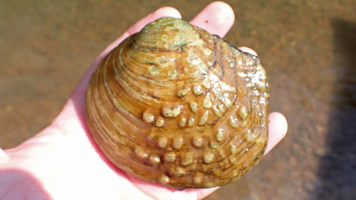 Purple Wartyback