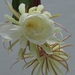 Epiphyllum - Photo (c) Puneet Pandit, όλα τα δικαιώματα διατηρούνται, uploaded by Puneet Pandit