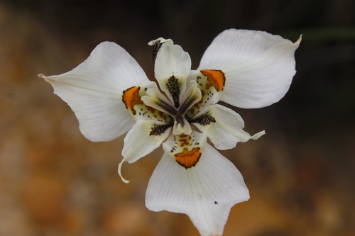 Moraea cantharophila