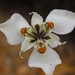 Moraea cantharophila - Photo 由 Tristan Kruger 所上傳的 (c) Tristan Kruger，保留所有權利