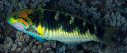 Goldbar Wrasse