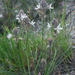 Trachyandra hirsutiflora - Photo (c) Chris Whitehouse, כל הזכויות שמורות, הועלה על ידי Chris Whitehouse