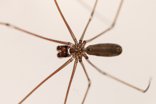 Daddy-long-legs spider - Pholcus opilionoides 