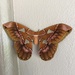 Orizaba Silkmoth - Photo (c) yahairapcc, all rights reserved