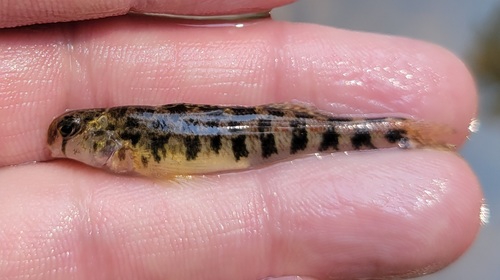 Cumberland Snubnose Darter