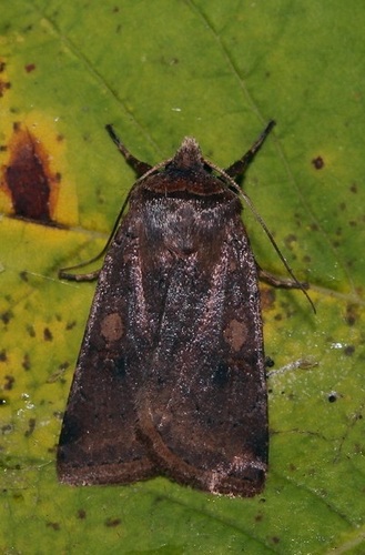 Cerastis faceta
