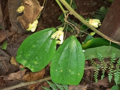 Passiflora talamancensis image