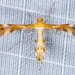 Gumweed Plume Moth - Photo (c) naturecandids, all rights reserved, uploaded by naturecandids