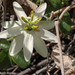 Passiflora peduncularis - Photo (c) Ruth Ripley, כל הזכויות שמורות, הועלה על ידי Ruth Ripley