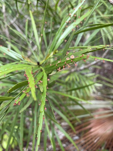 foliage flower (Phyllanthus angustifolius)