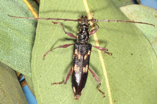 Coptocercus walkeri