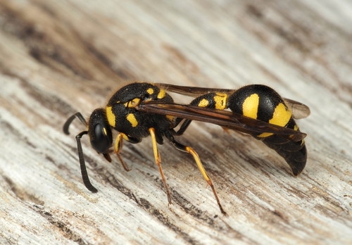 Eumenes coronatus nuotrauka