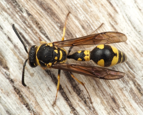 Eumenes coronatus nuotrauka