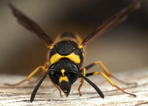 Eumenes coronatus nuotrauka