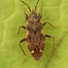 Eremocoris podagricus - Photo (c) Henk Wallays, todos los derechos reservados, subido por Henk Wallays