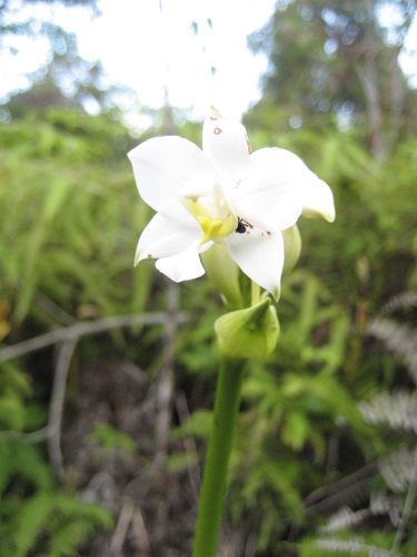 Philippine Ground Orchid