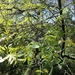 Fraxinus angustifolia angustifolia - Photo (c) Emídio Baptista, todos los derechos reservados, subido por Emídio Baptista